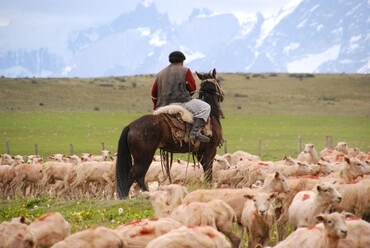 A Chilean gaucho herding sheep. 